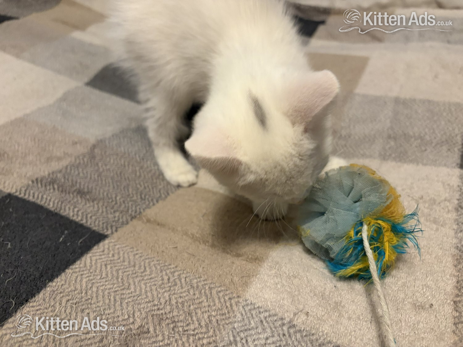  - Adorable White Ragdoll Cross Kittens For Sale