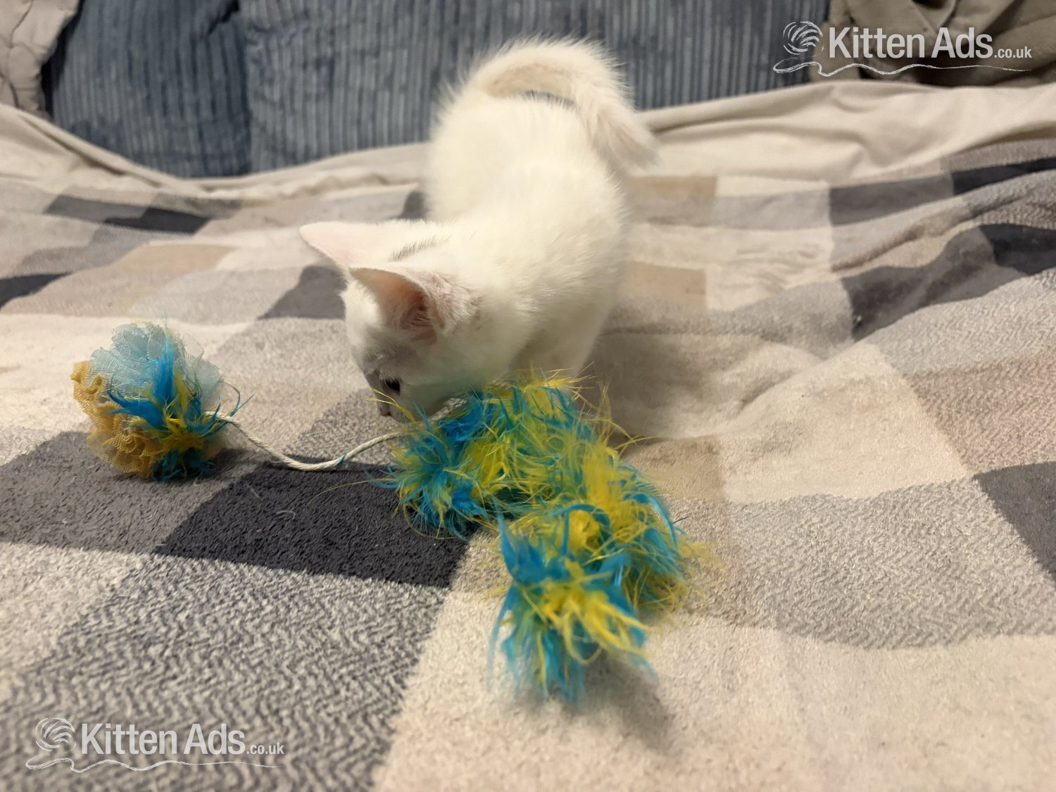 Adorable White Ragdoll Cross Kittens For Sale - 