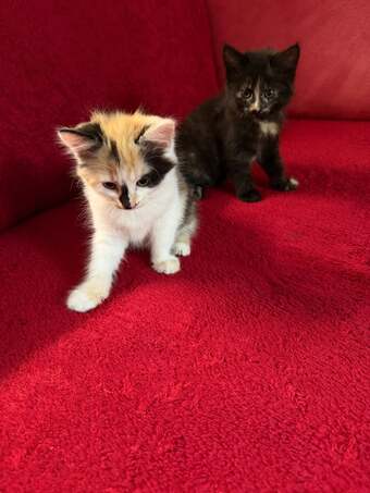 Beautiful Fluffy Kittens - 2 Gorgeous Girls Left! Ready Now ?