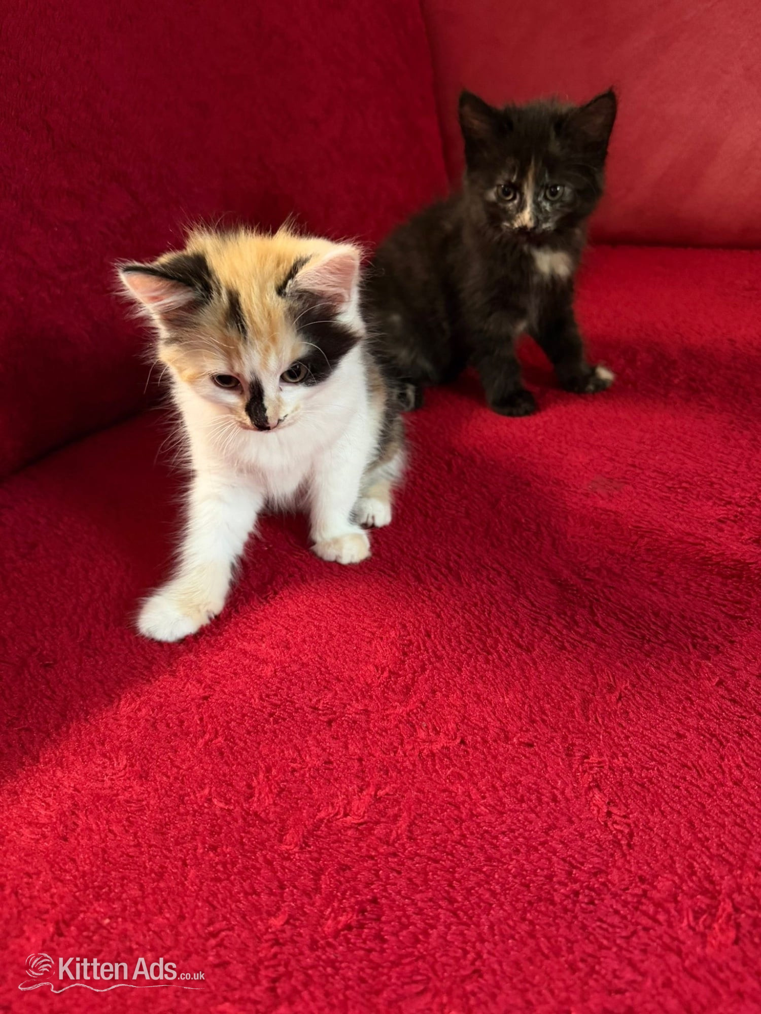 Beautiful Fluffy Kittens - 2 Gorgeous Girls Left! Ready Now ? in {LOCATION}