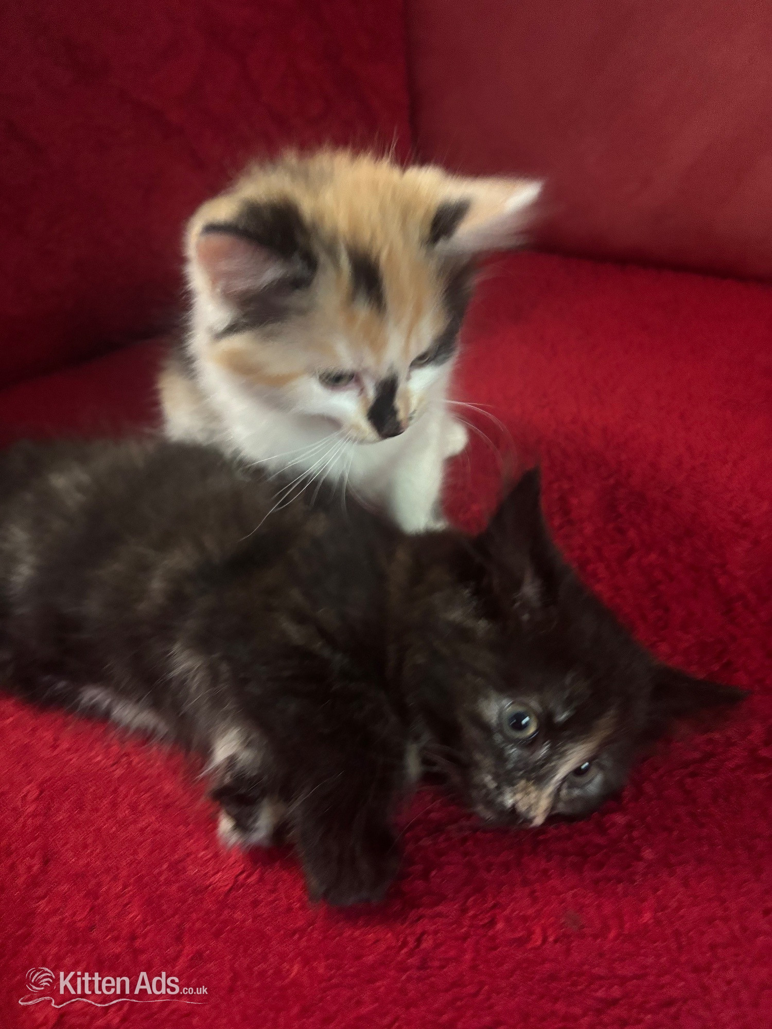  - Beautiful Fluffy Kittens - 2 Gorgeous Girls Left! Ready Now ?