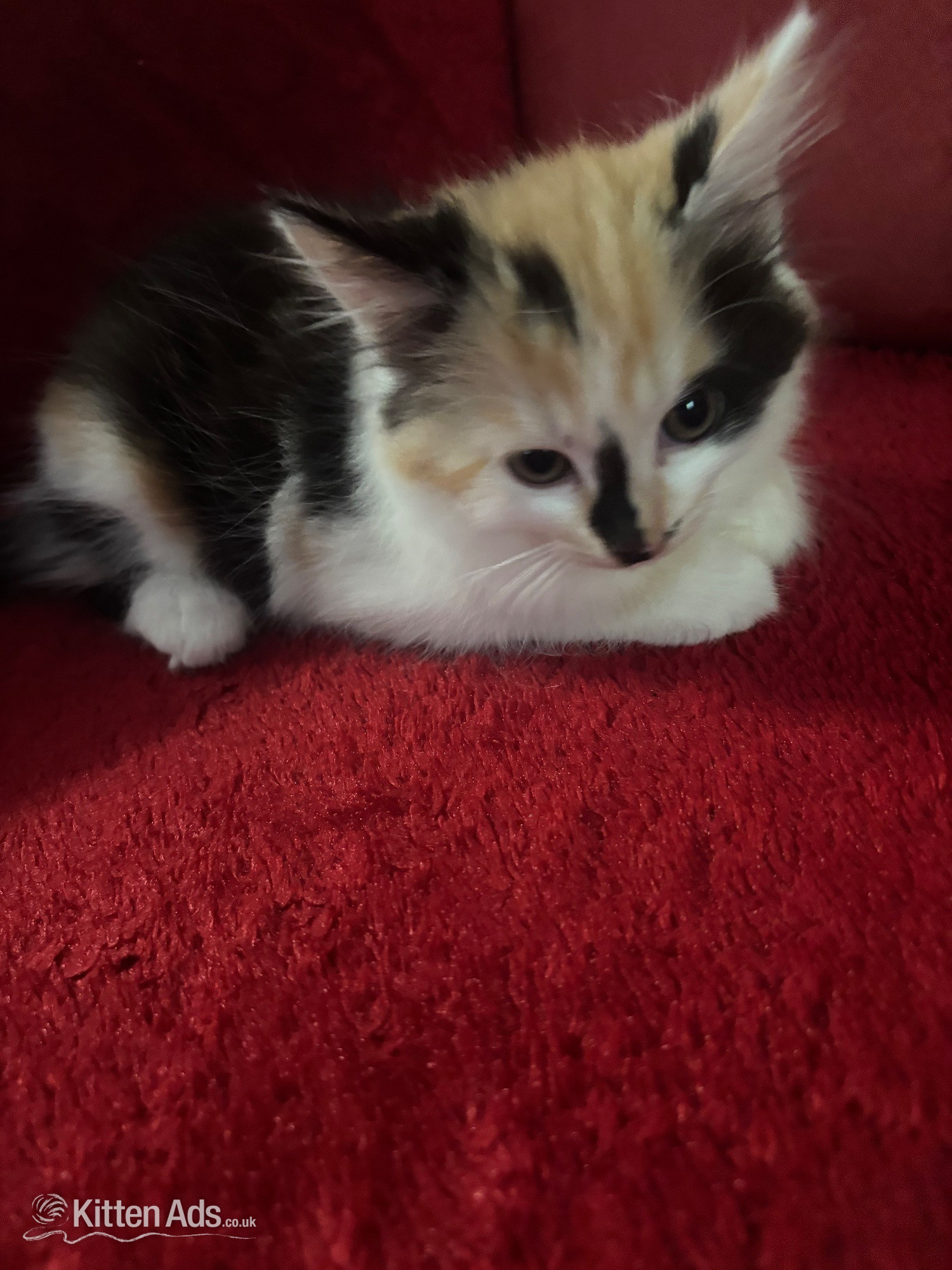 Beautiful Fluffy Kittens - 2 Gorgeous Girls Left! Ready Now ? - 