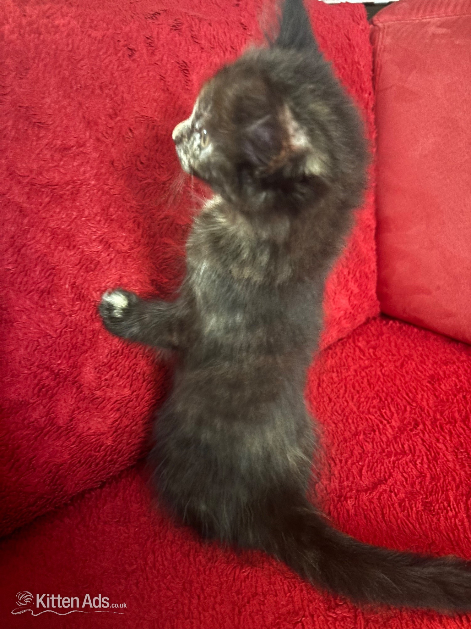  Cats and Kittens
