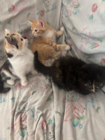 Beautiful Fluffy Kittens