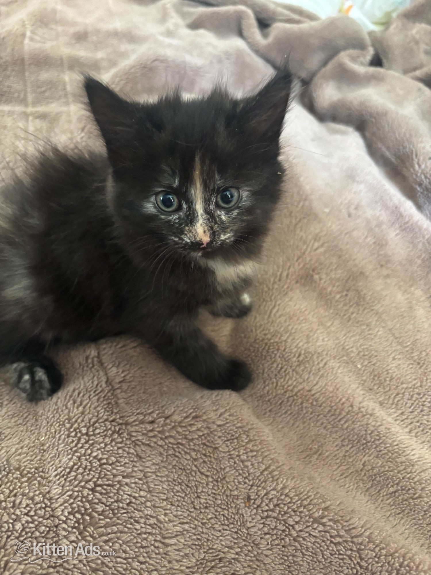  Cats and Kittens