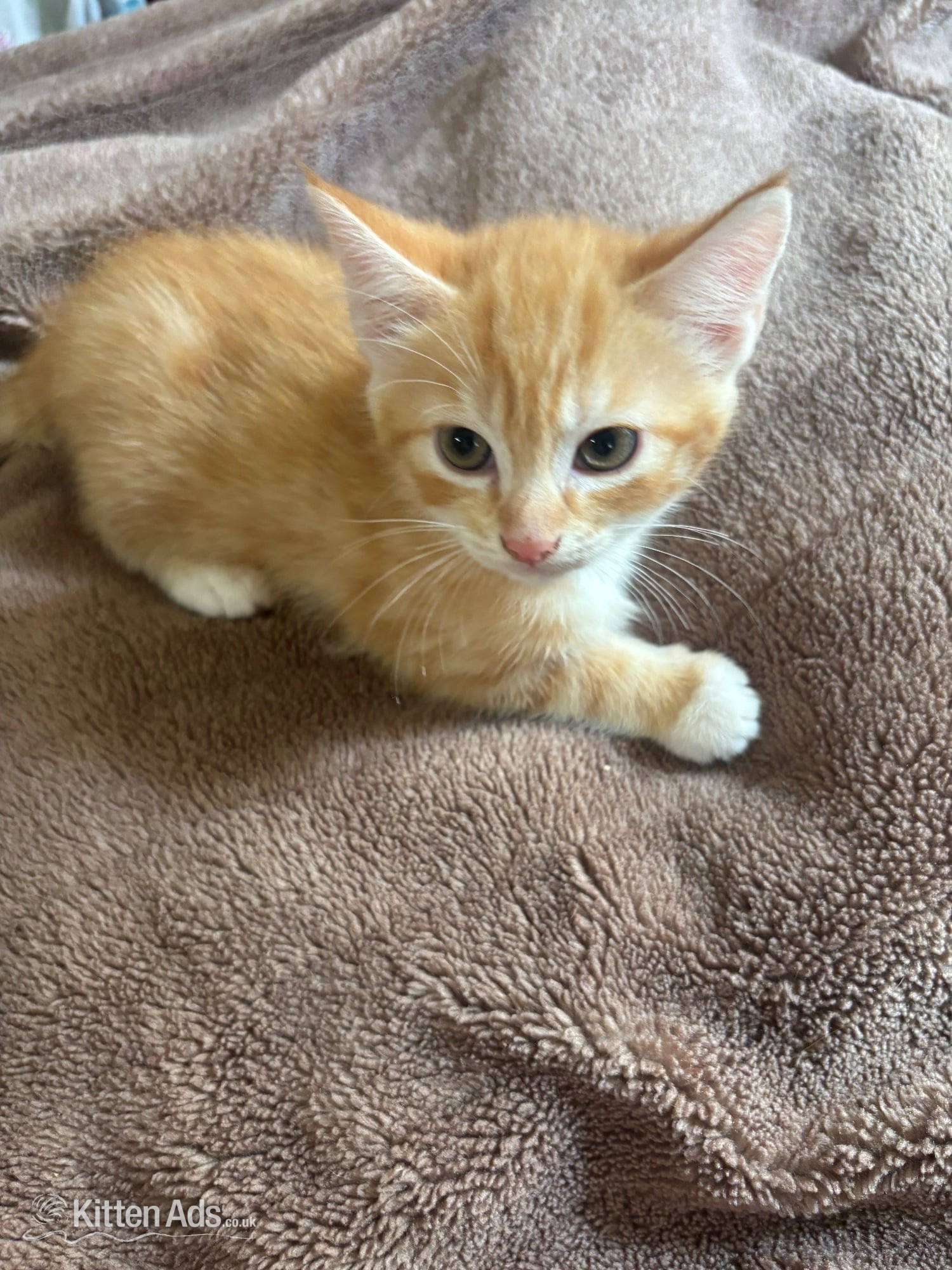  - Beautiful Fluffy Kittens