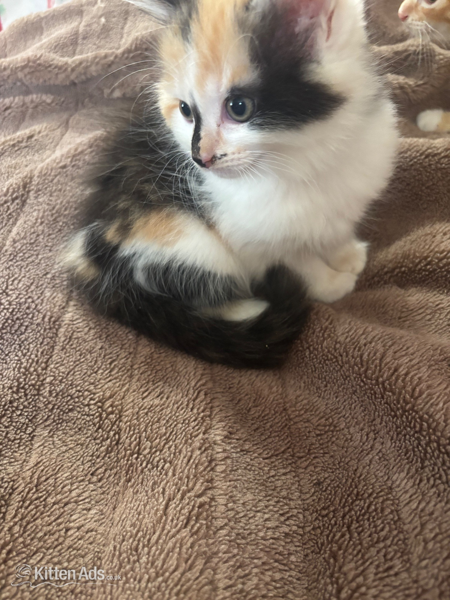  Cats and Kittens