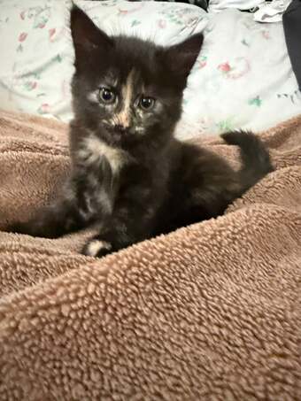 Last Gorgeous Fluffy Girl Left! Ready For Her New Home Now ?