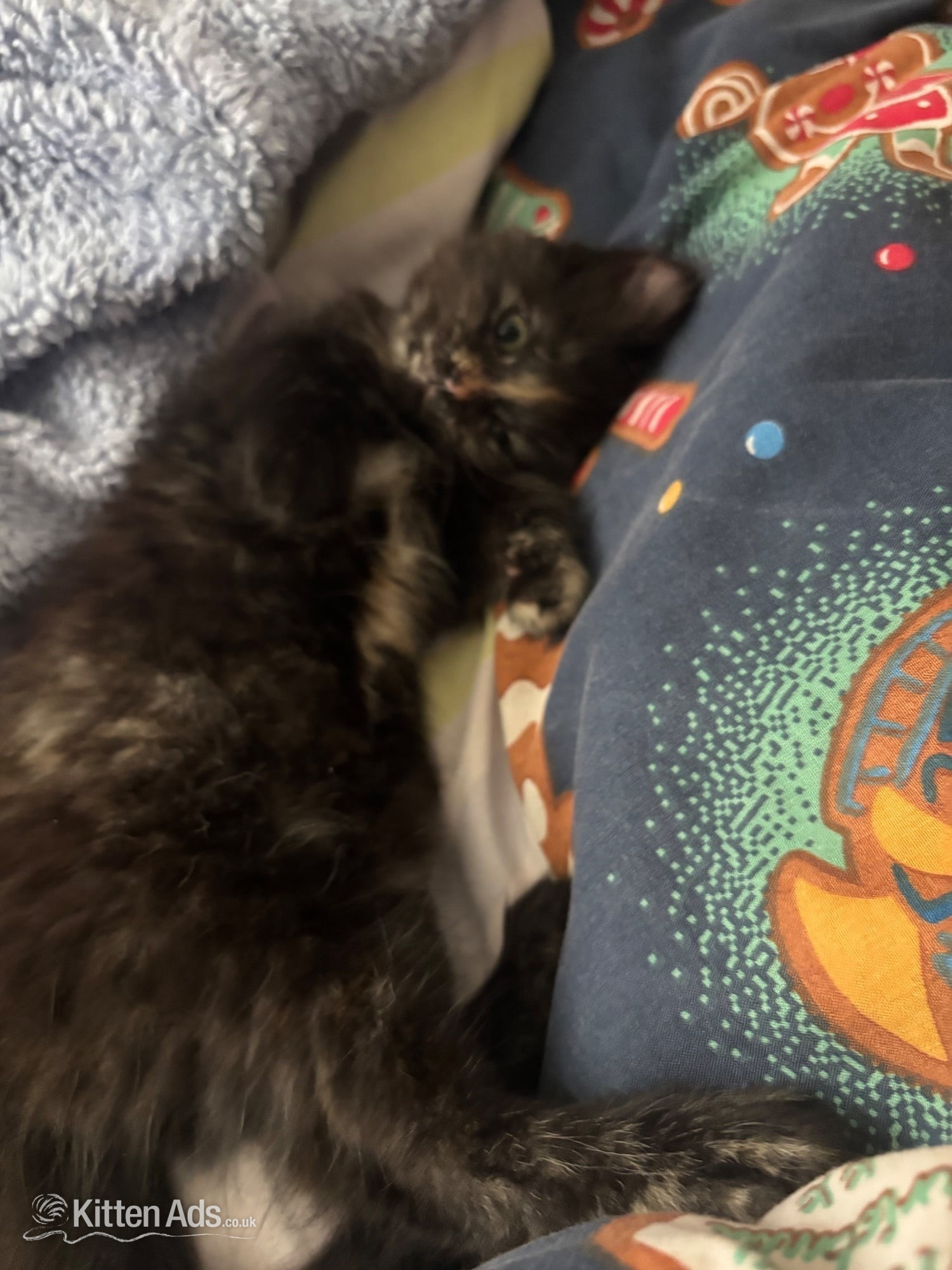  - Last Gorgeous Fluffy Girl Left! Ready For Her New Home Now ?