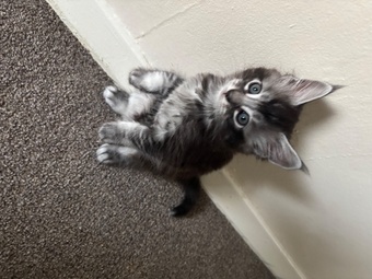 3 Maincoon kittens 