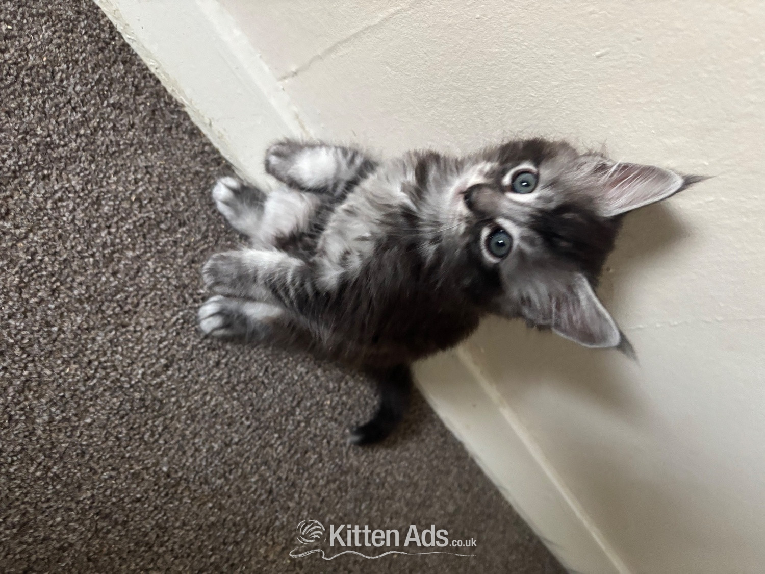 3 Maincoon kittens  in {LOCATION}