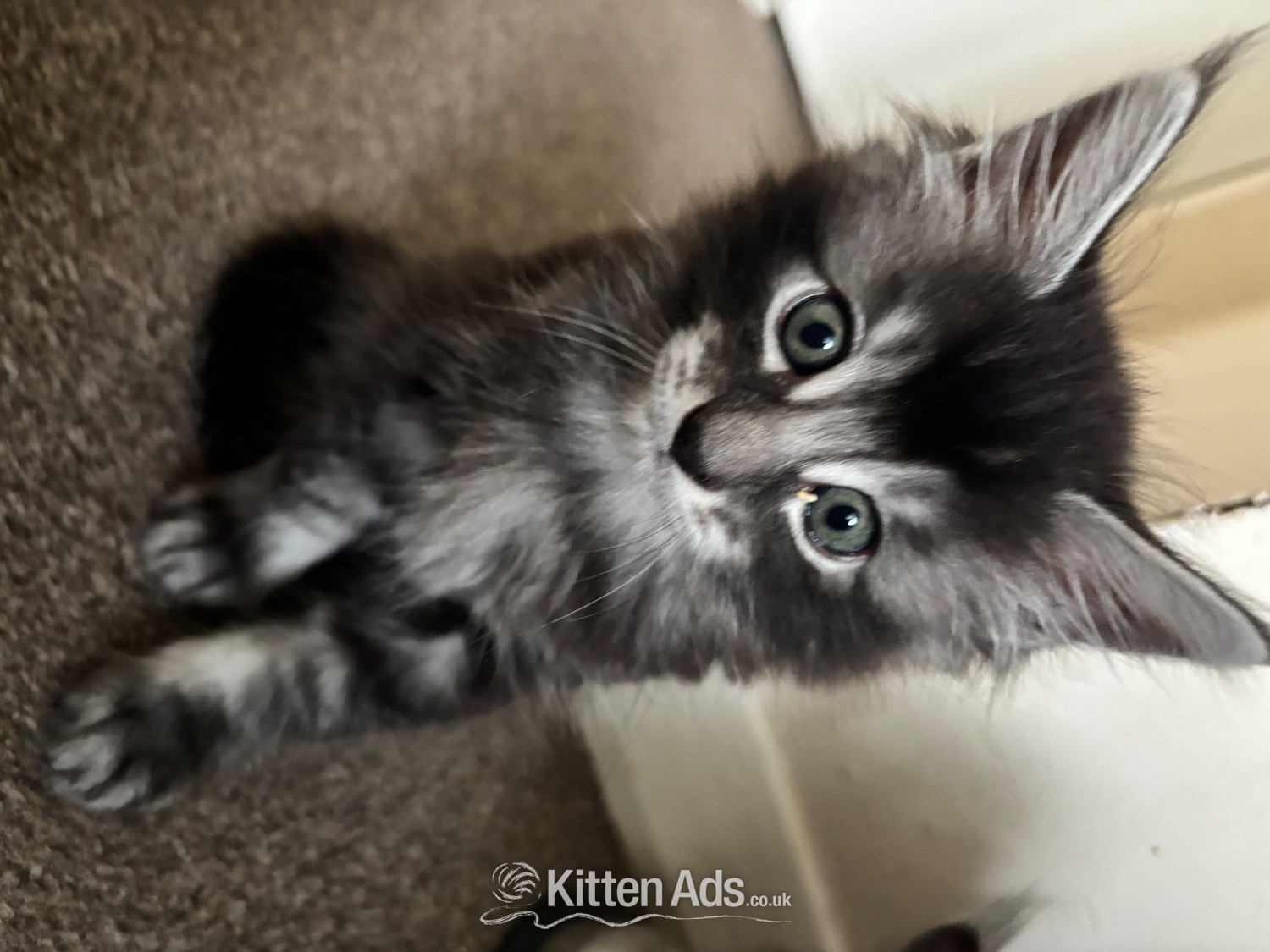 Maine Coon