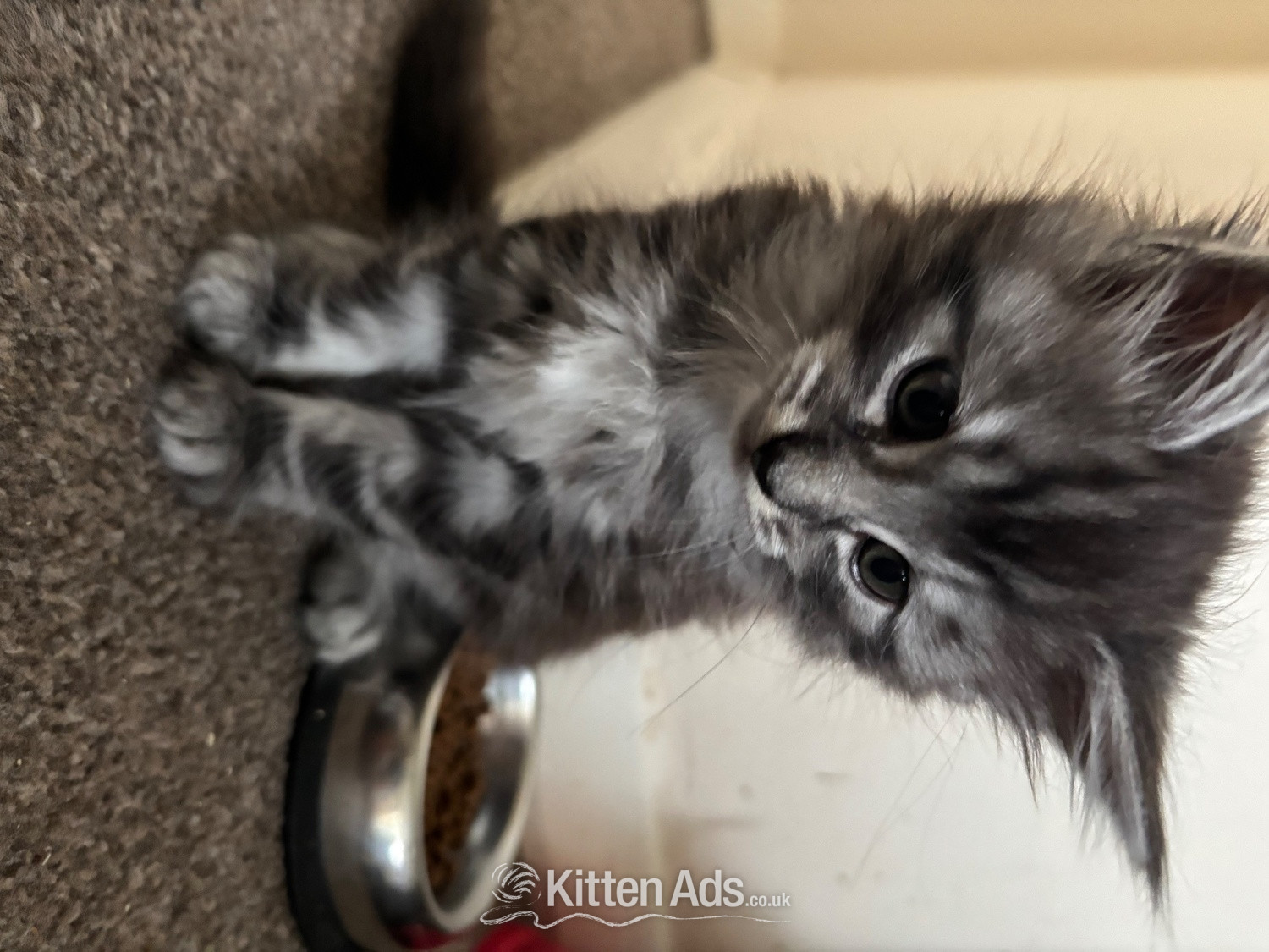 Maine Coon Cats and Kittens