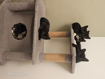 Lovely playful kittens for sale