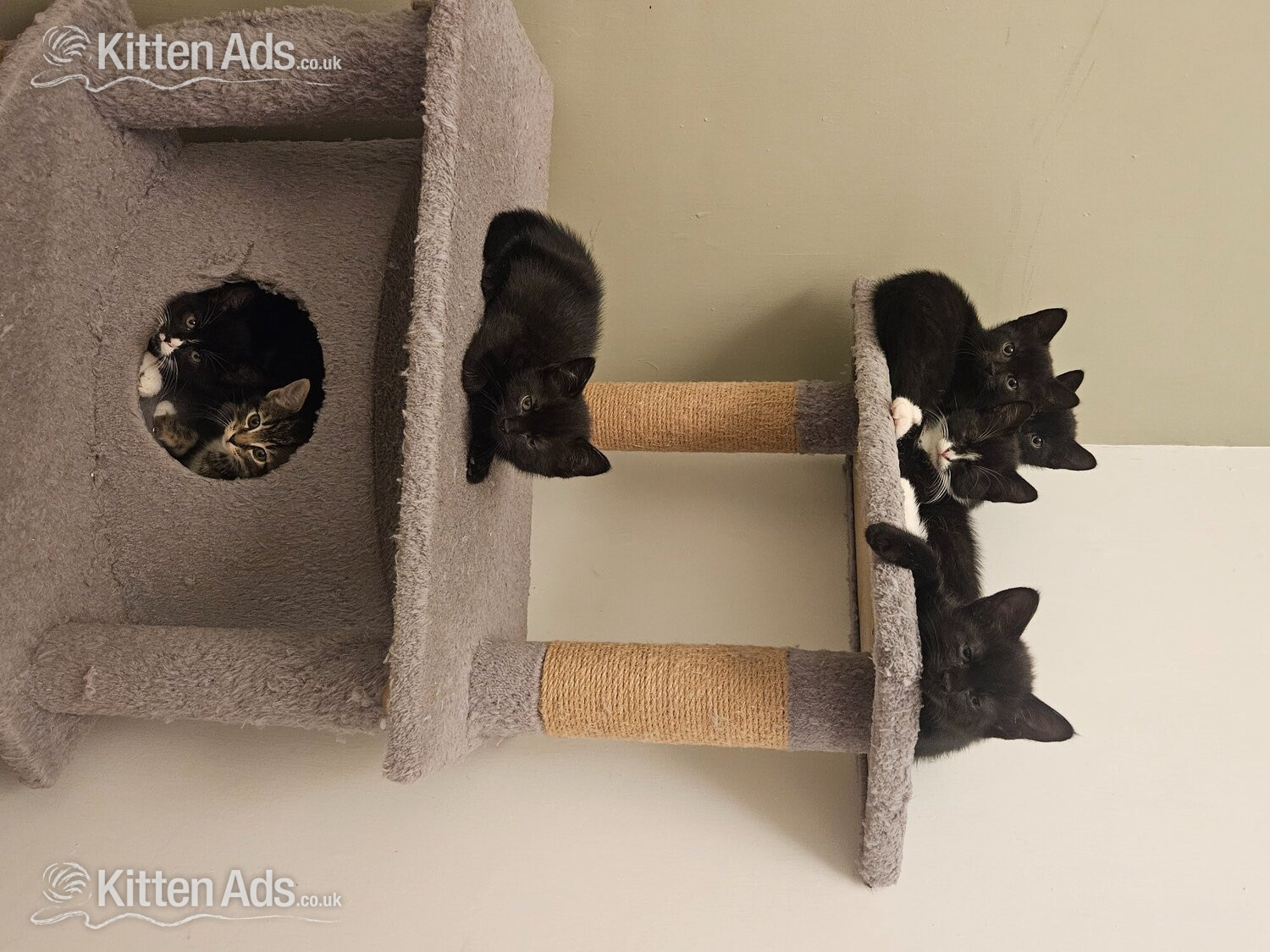 Lovely playful kittens for sale in {LOCATION}