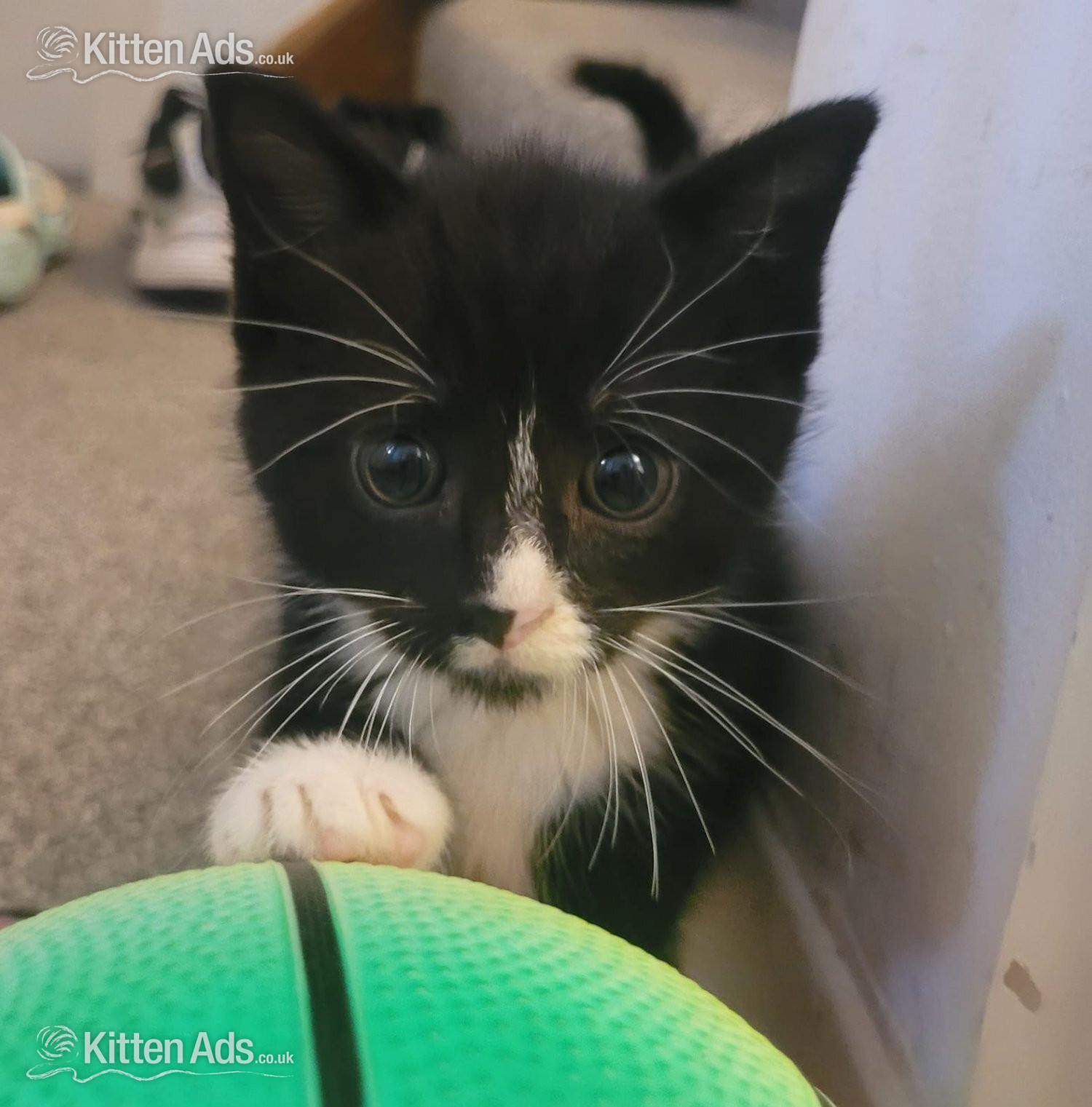  Cats and Kittens