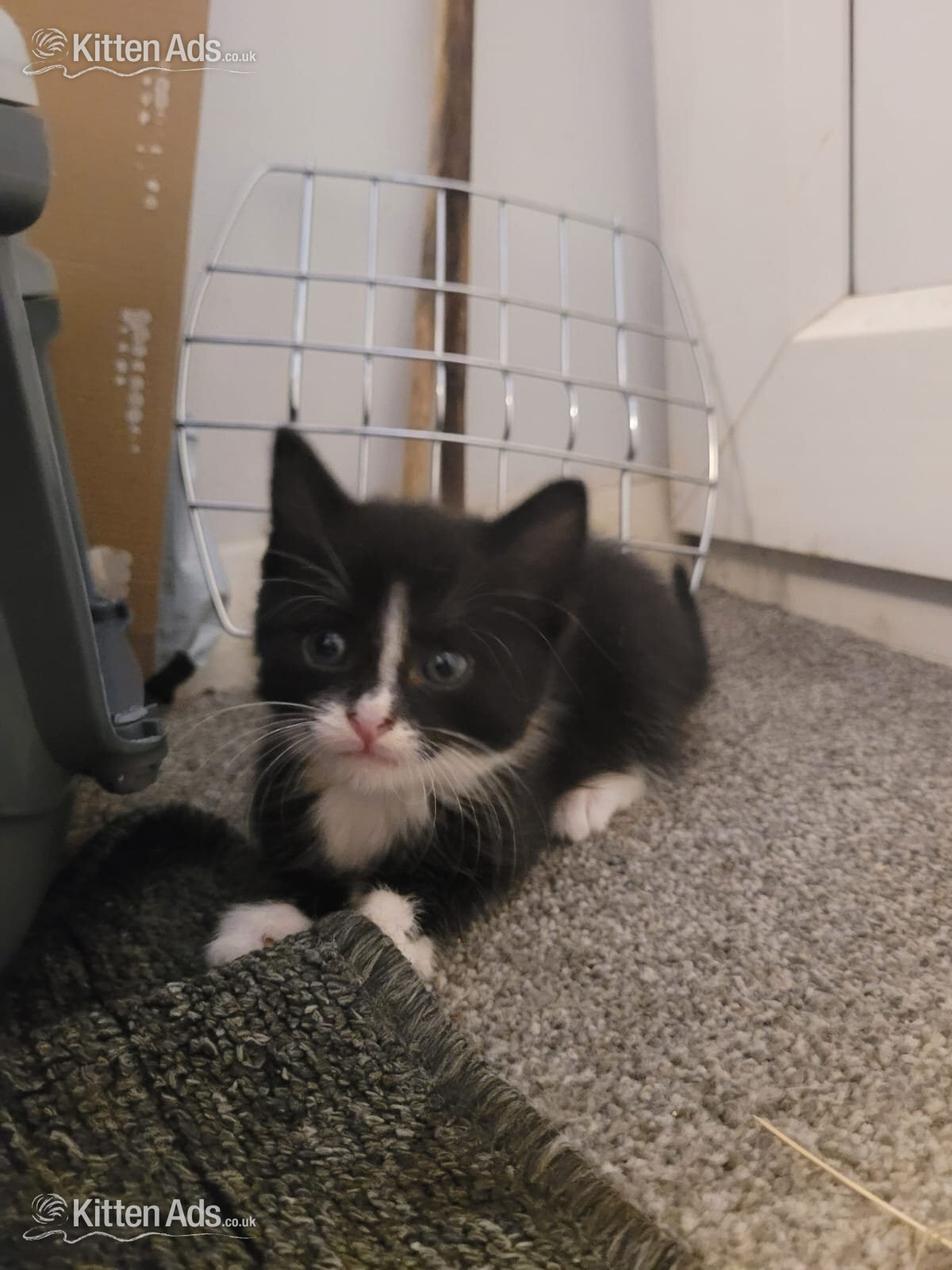  - Lovely playful kittens for sale