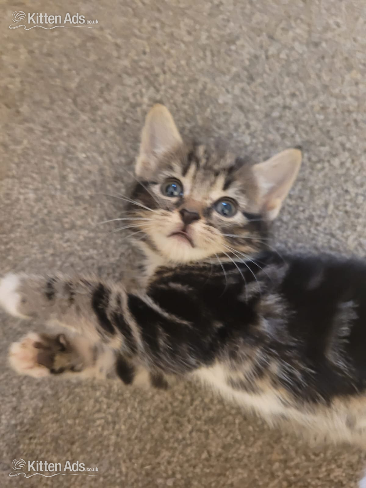 Lovely playful kittens for sale - 