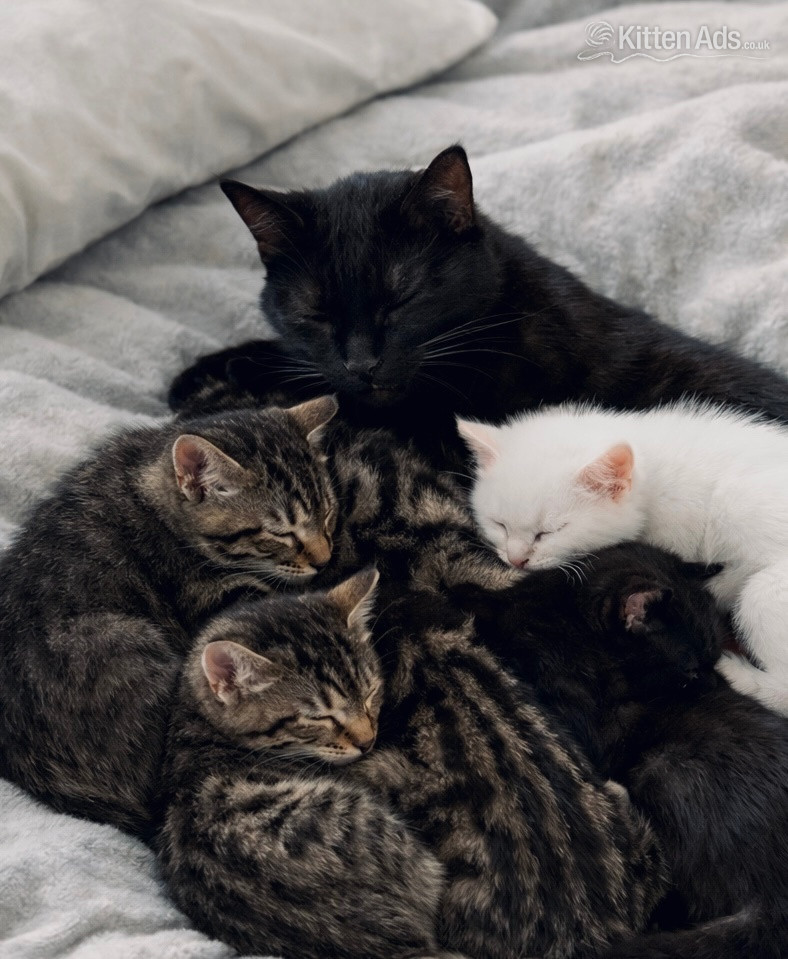 3 Beautiful kittens  in {LOCATION}