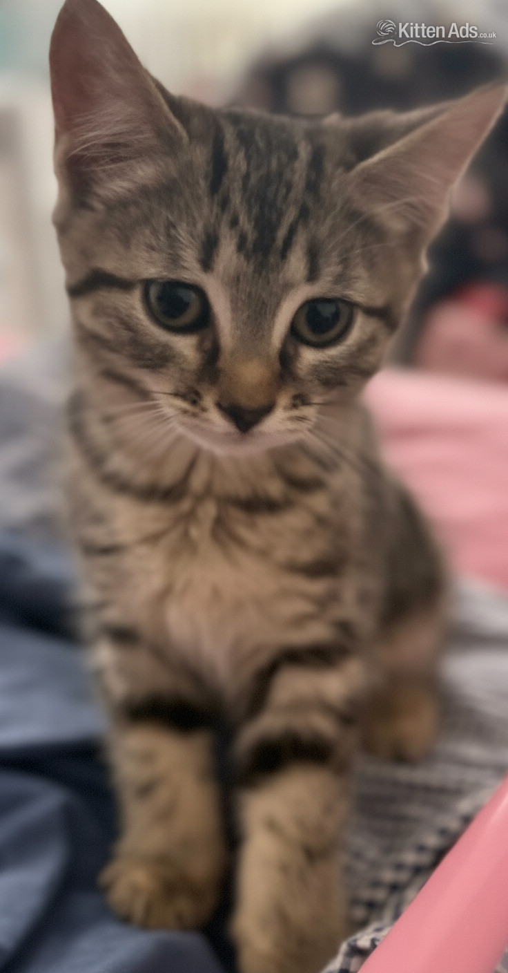  - 3 Beautiful kittens 