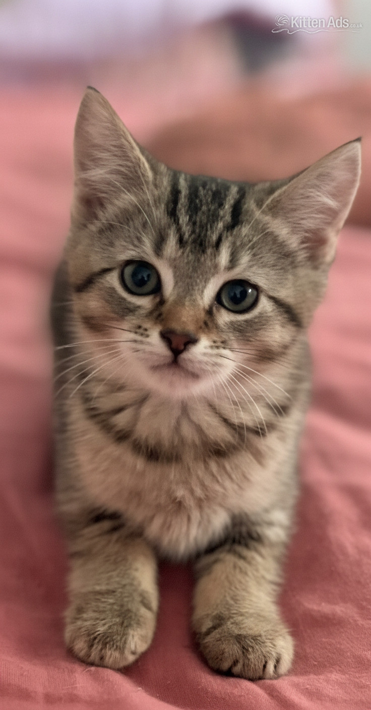 3 Beautiful kittens  - 