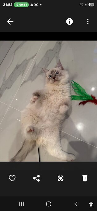 Bonded Pair of Male Ragdoll Cats (Toffee & Coffee)
