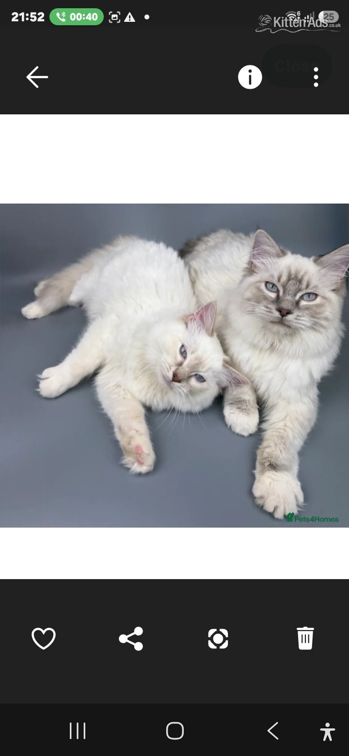 Ragdoll