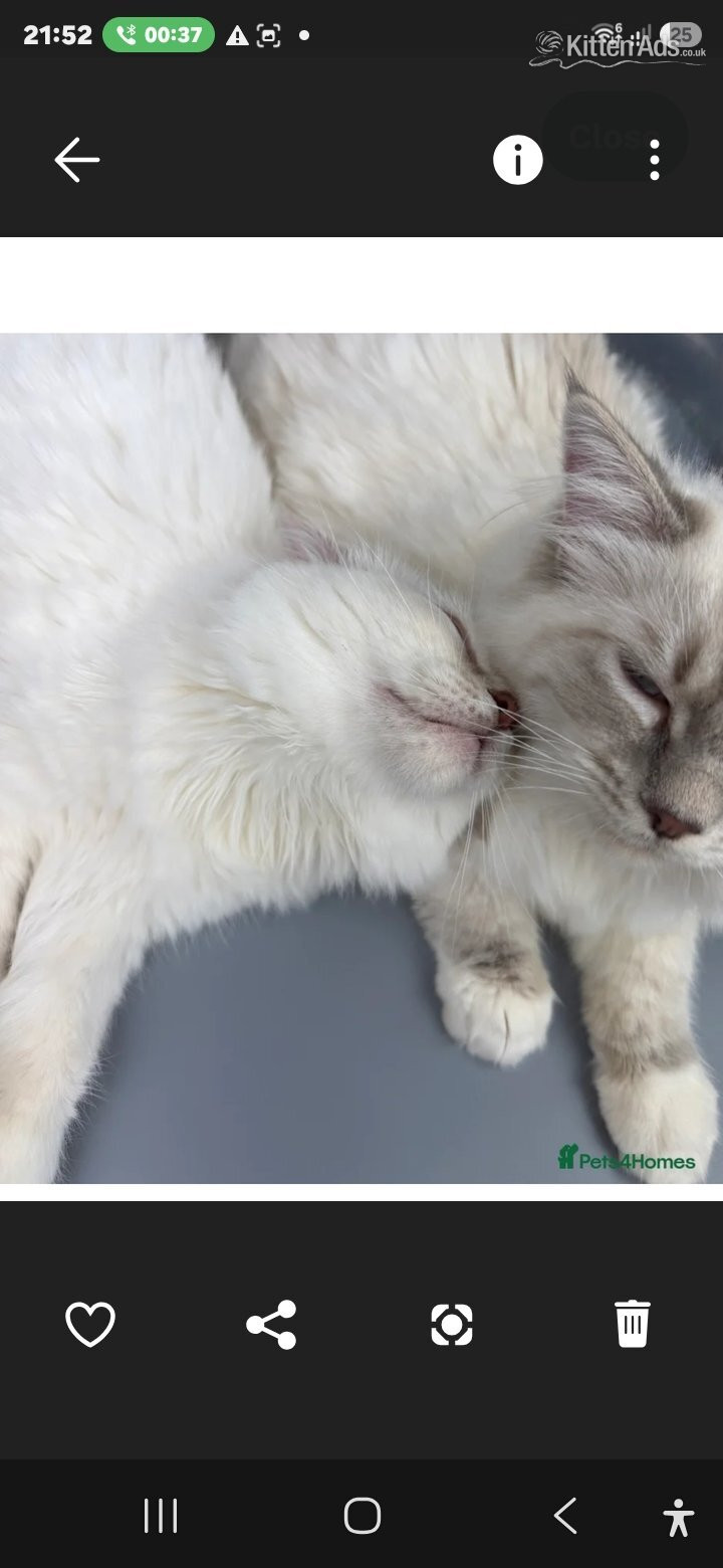 Ragdoll Cats and Kittens