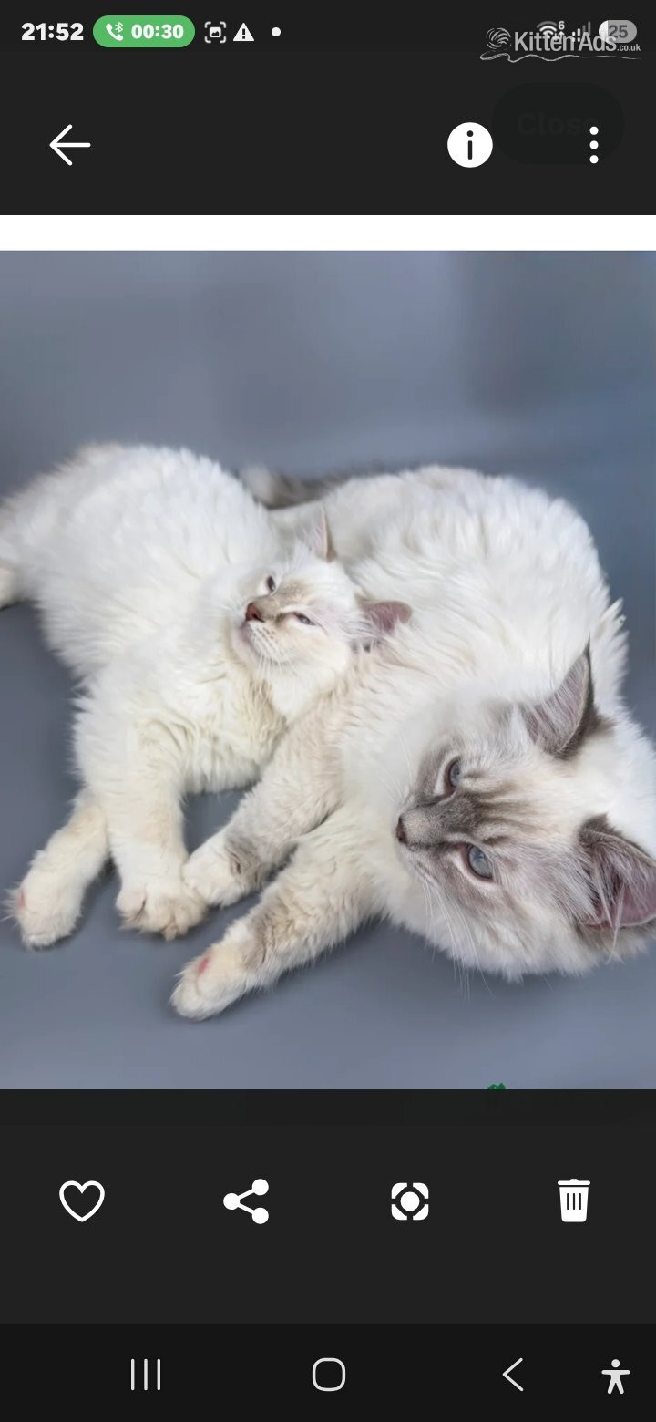 Ragdoll - Bonded Pair of Male Ragdoll Cats (Toffee & Coffee)
