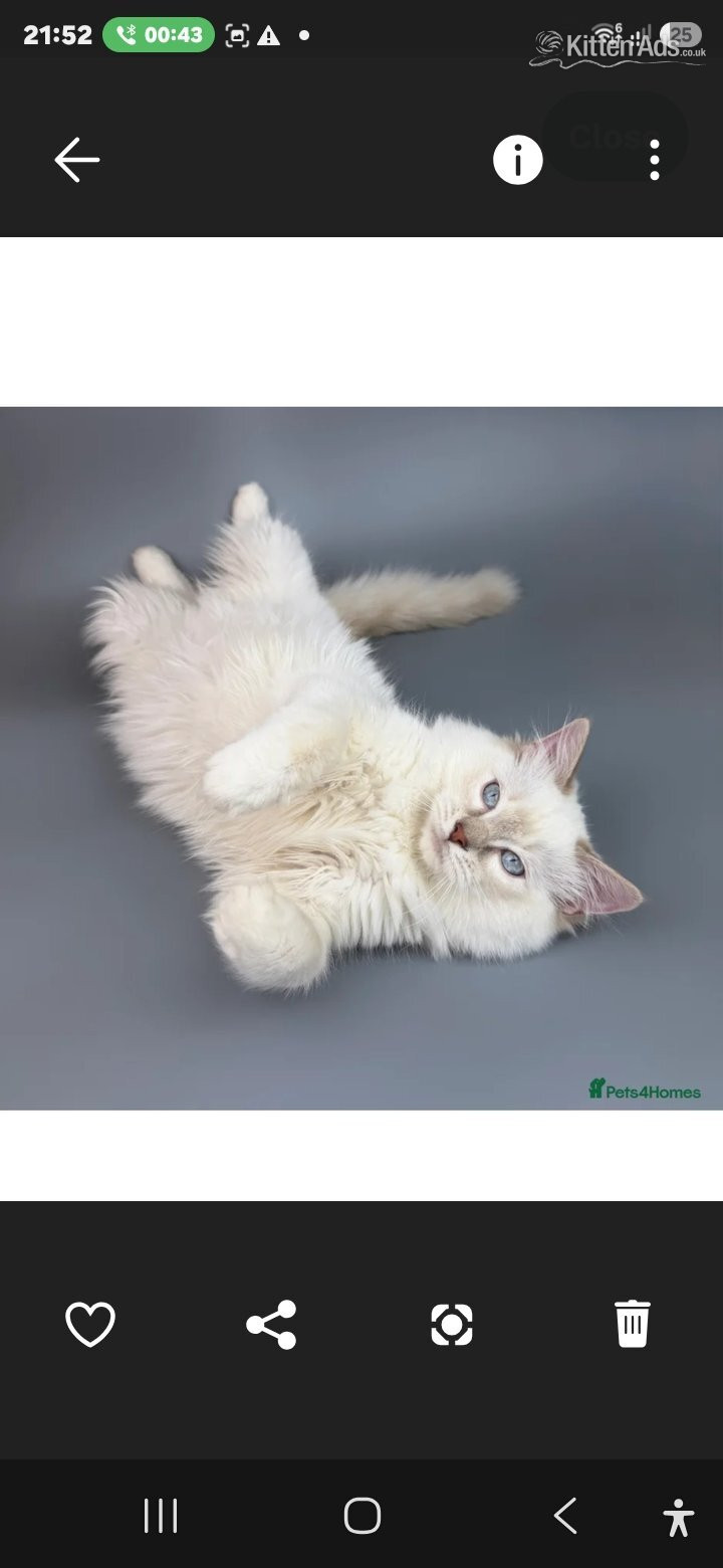Bonded Pair of Male Ragdoll Cats (Toffee & Coffee) - Ragdoll