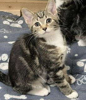 3 gorgeous kittens available