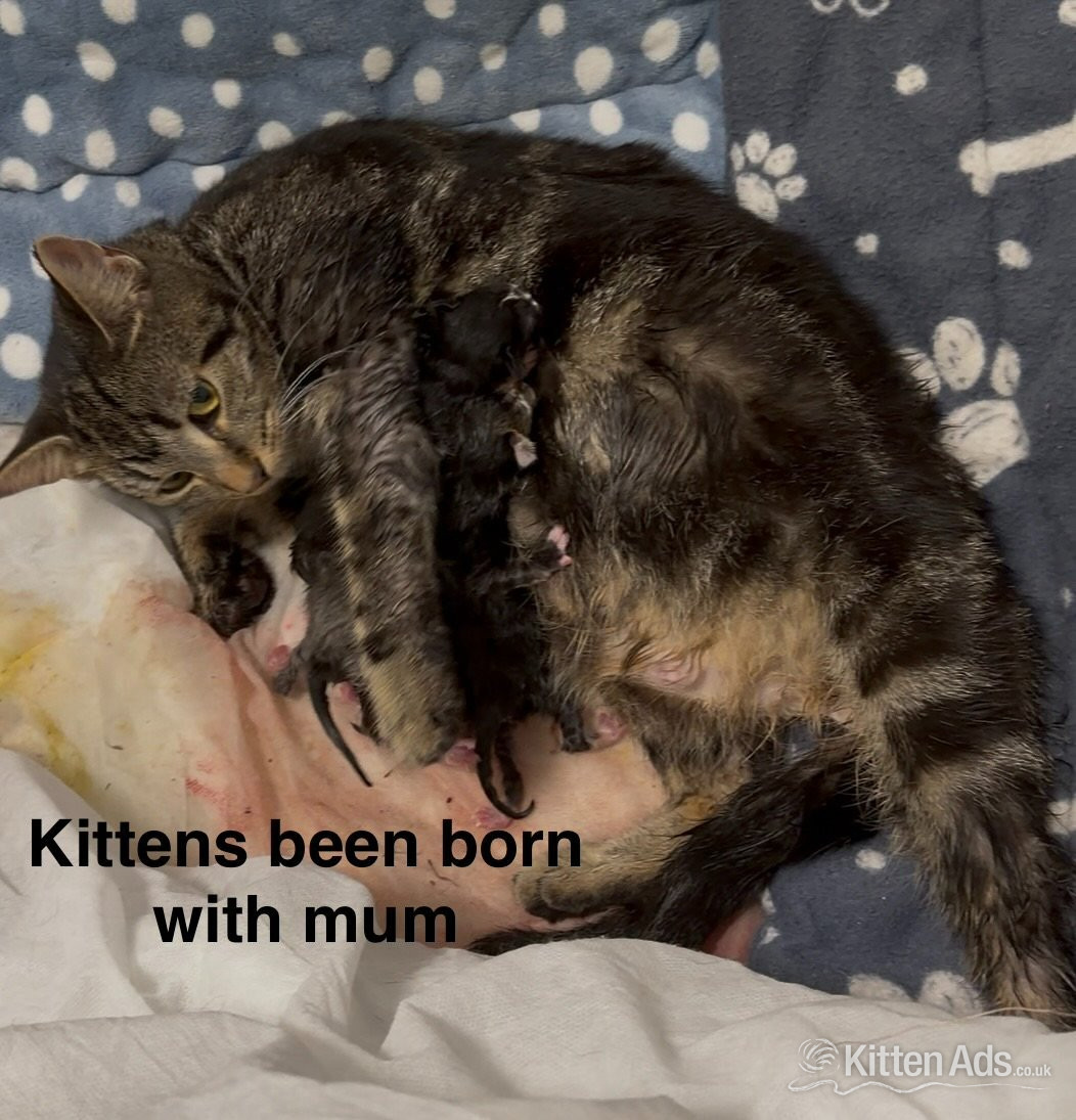  - 3 gorgeous kittens available