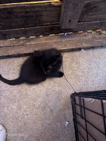 1 black kitten for sale female short haired 