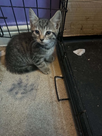 2 kittens for sale both female short haired 