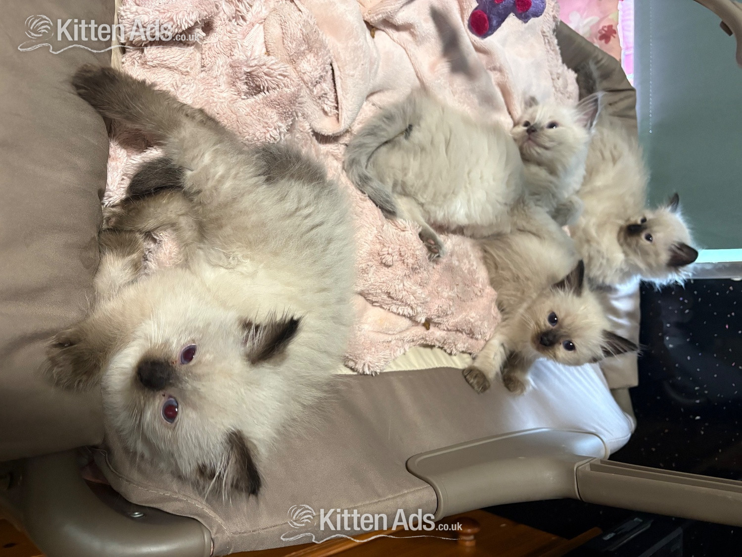  Cats and Kittens