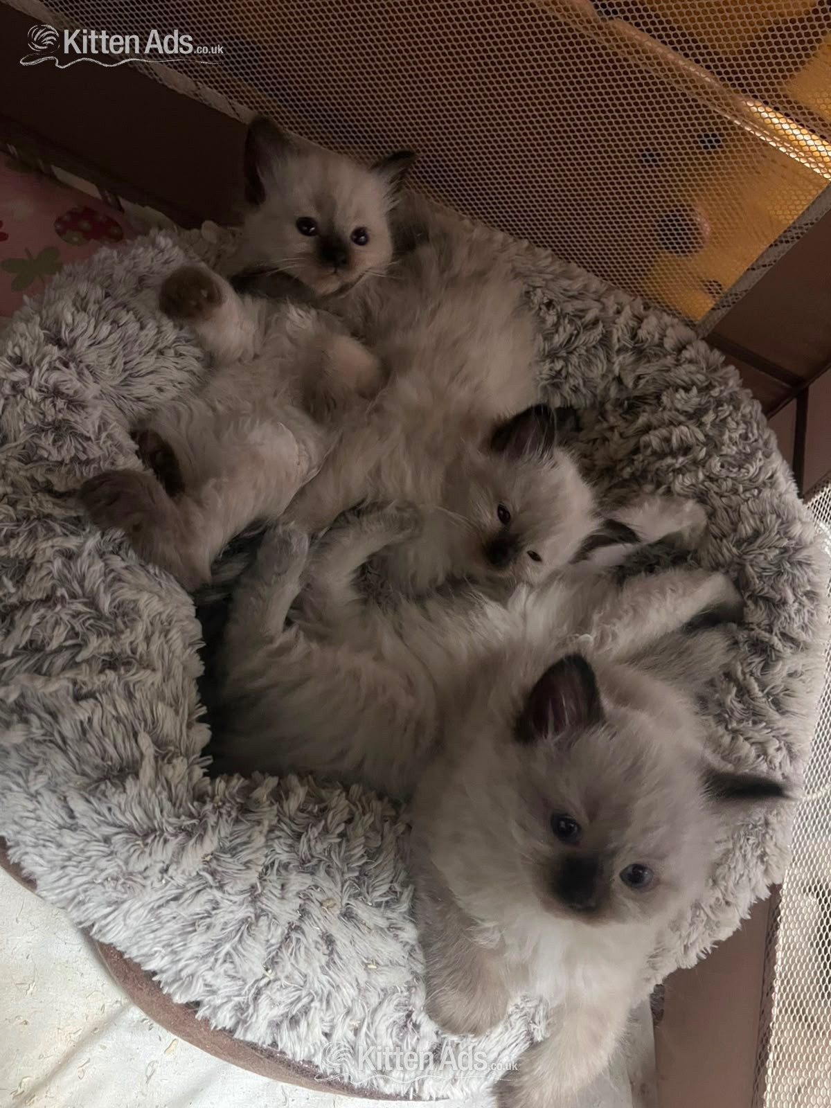 Beautiful ragdoll kittens ready now - 