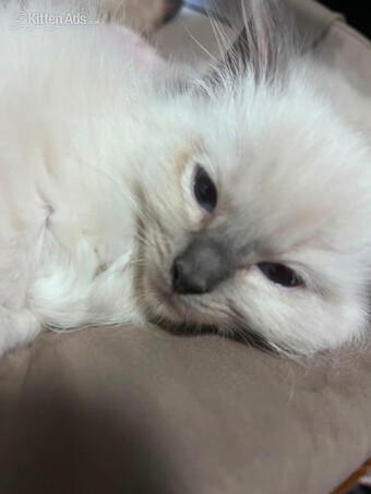 Beautiful ragdoll kittens ready now in Torquay