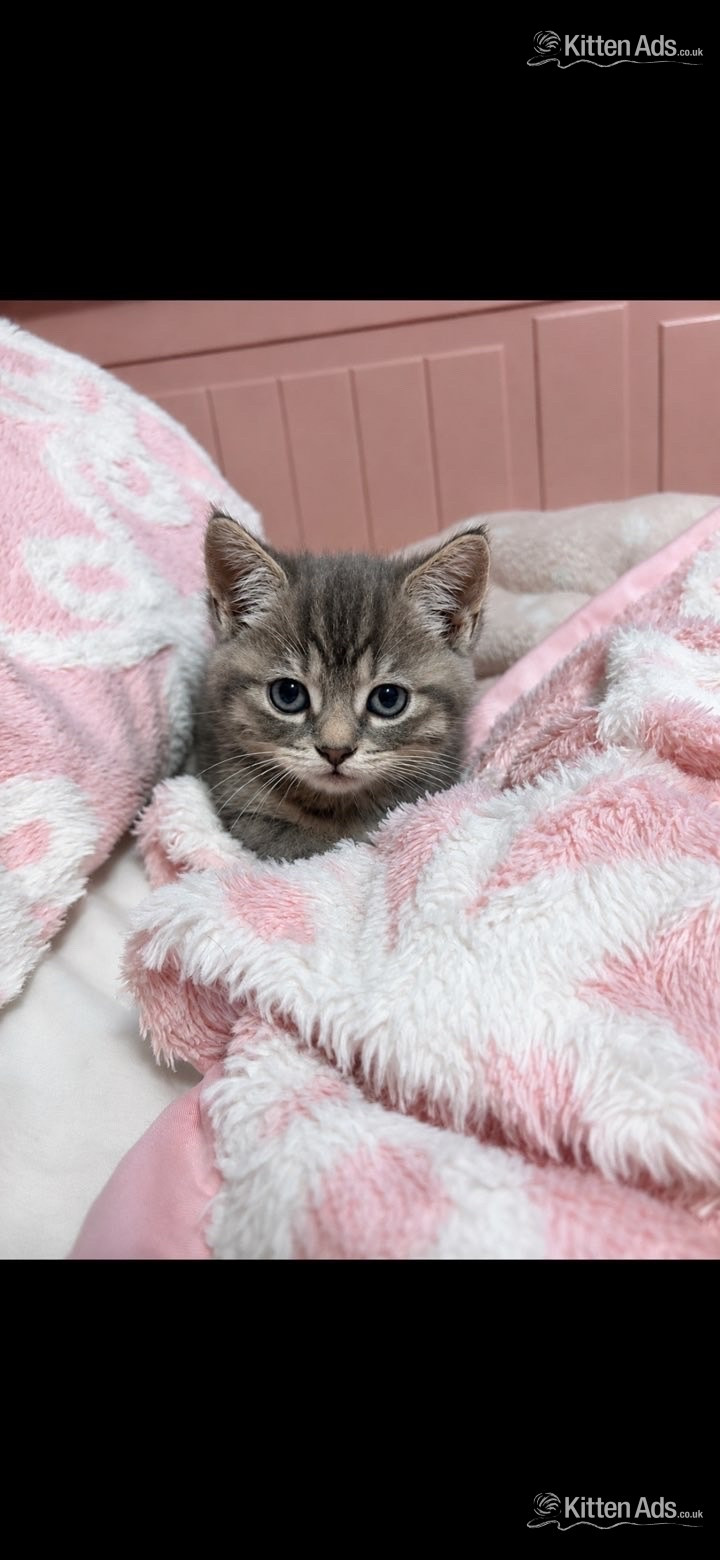 Persian babies ready now  in {LOCATION}