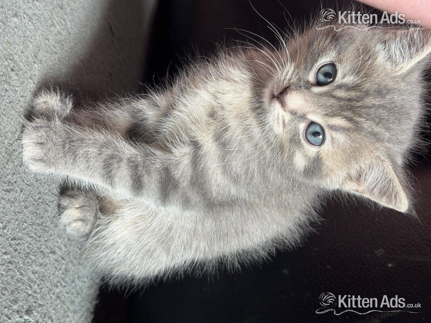  Cats and Kittens