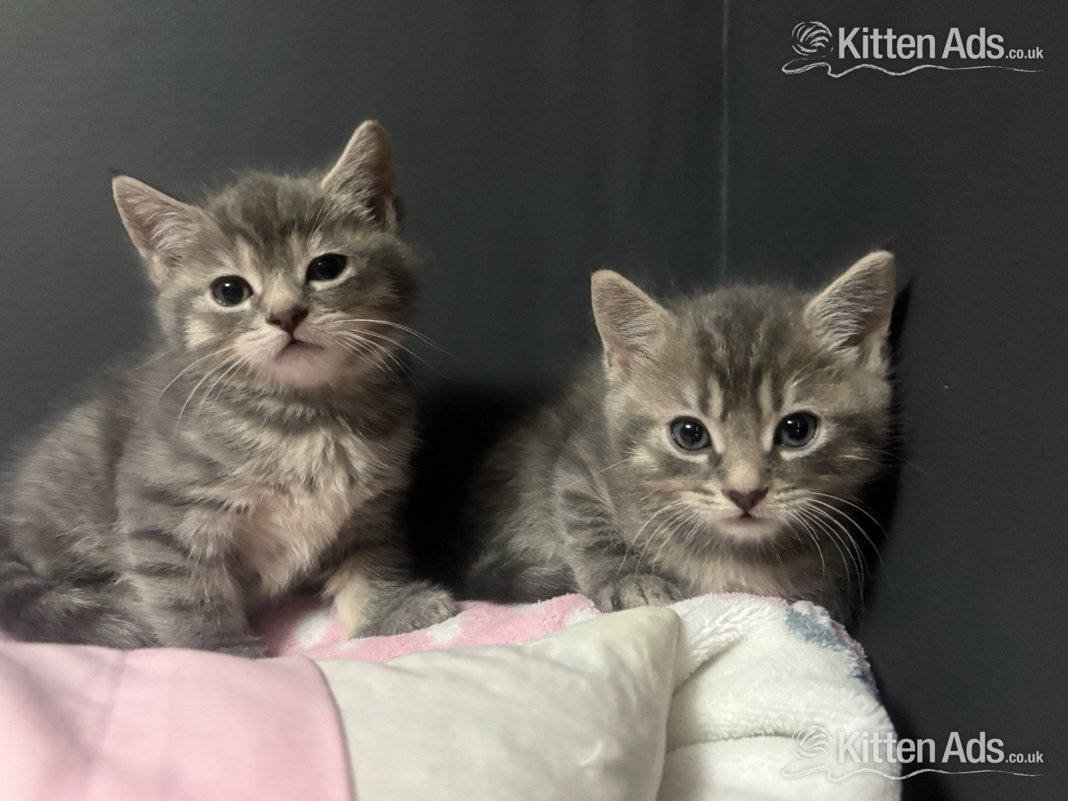  - Persian babies ready now 