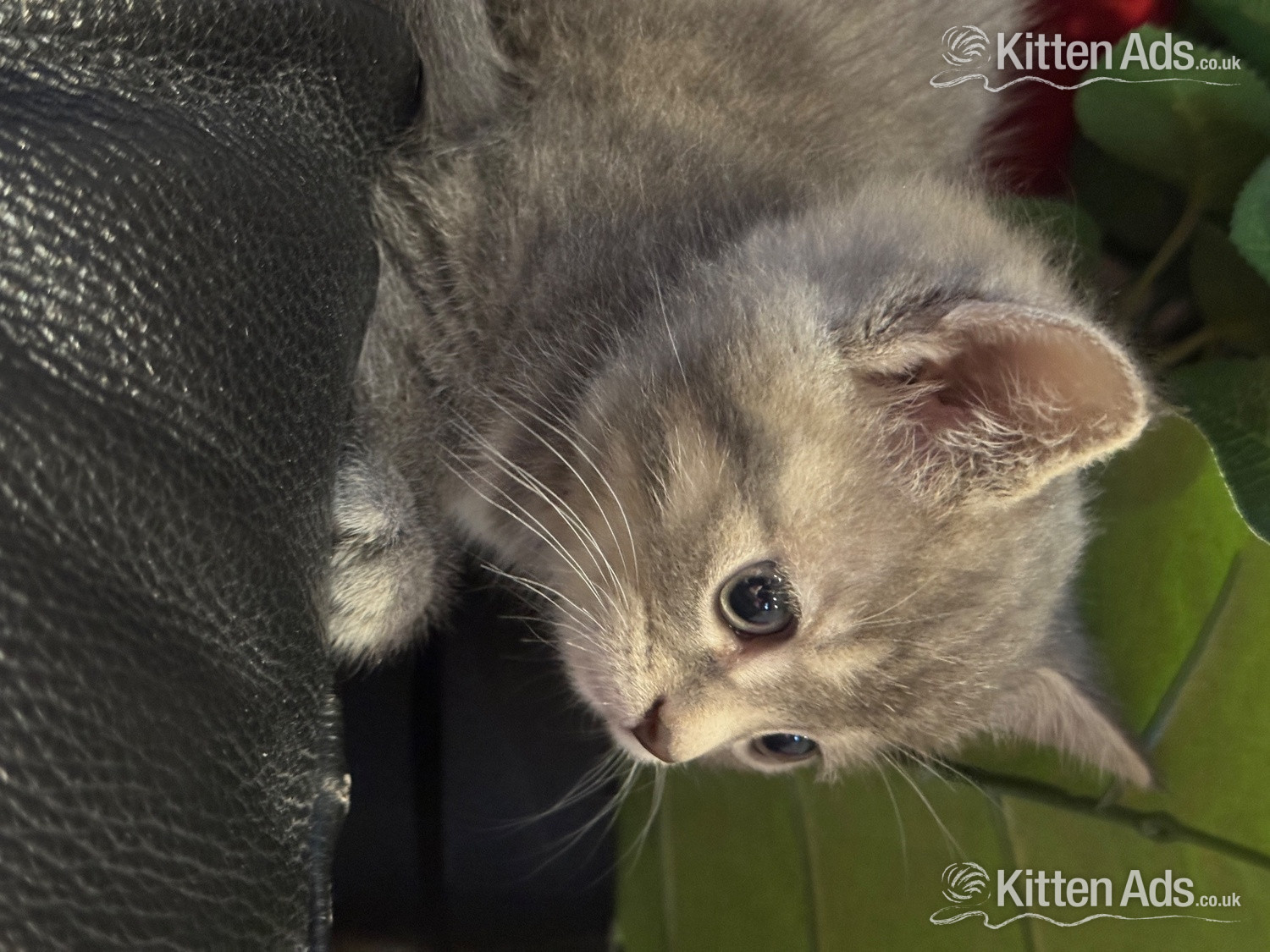 Persian babies ready now  - 