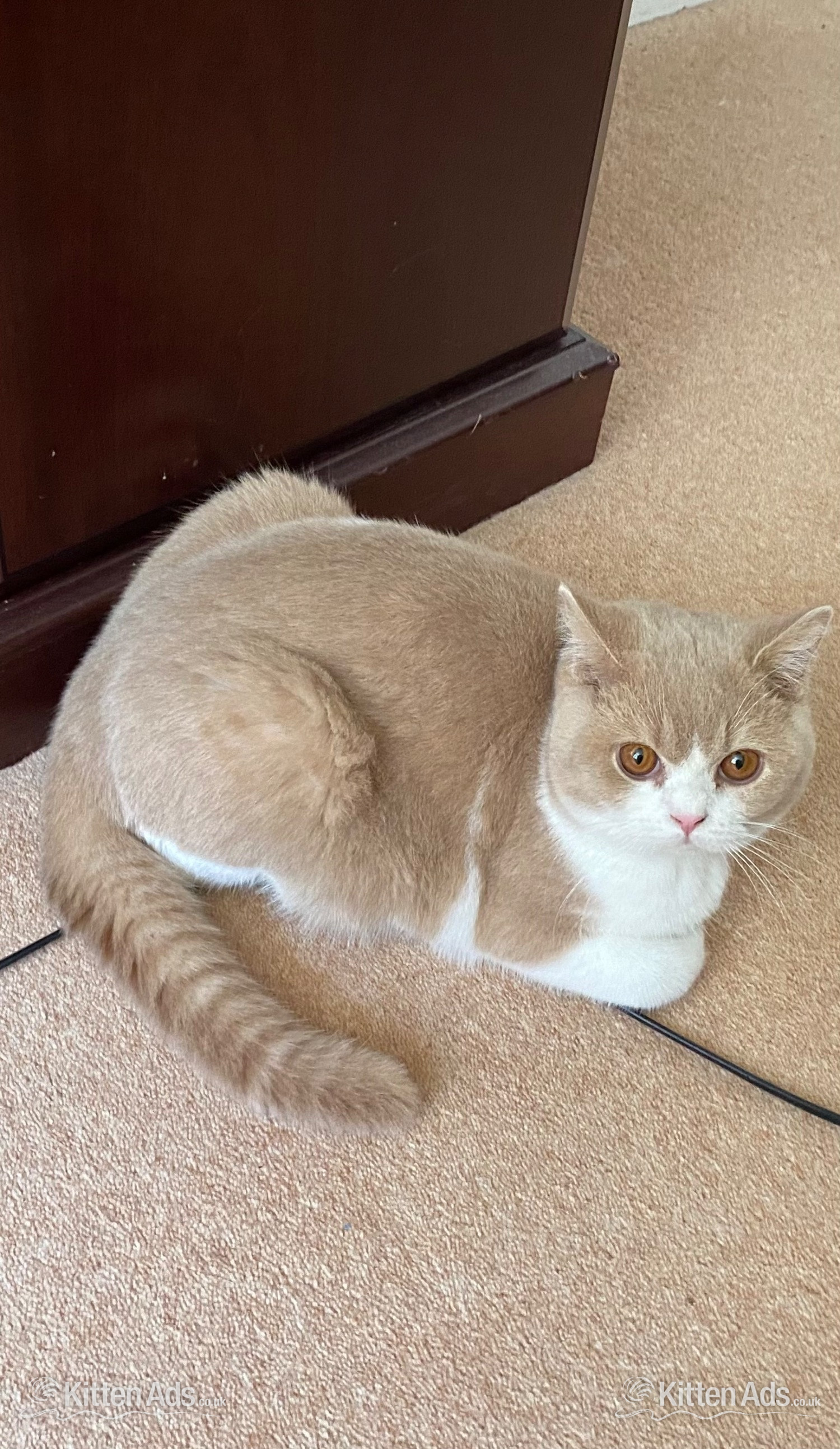  - British Shorthaired Kittens available 
