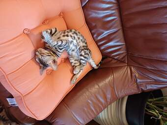 Bengal female kitten