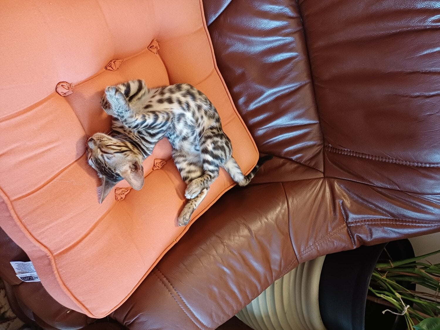 Bengal