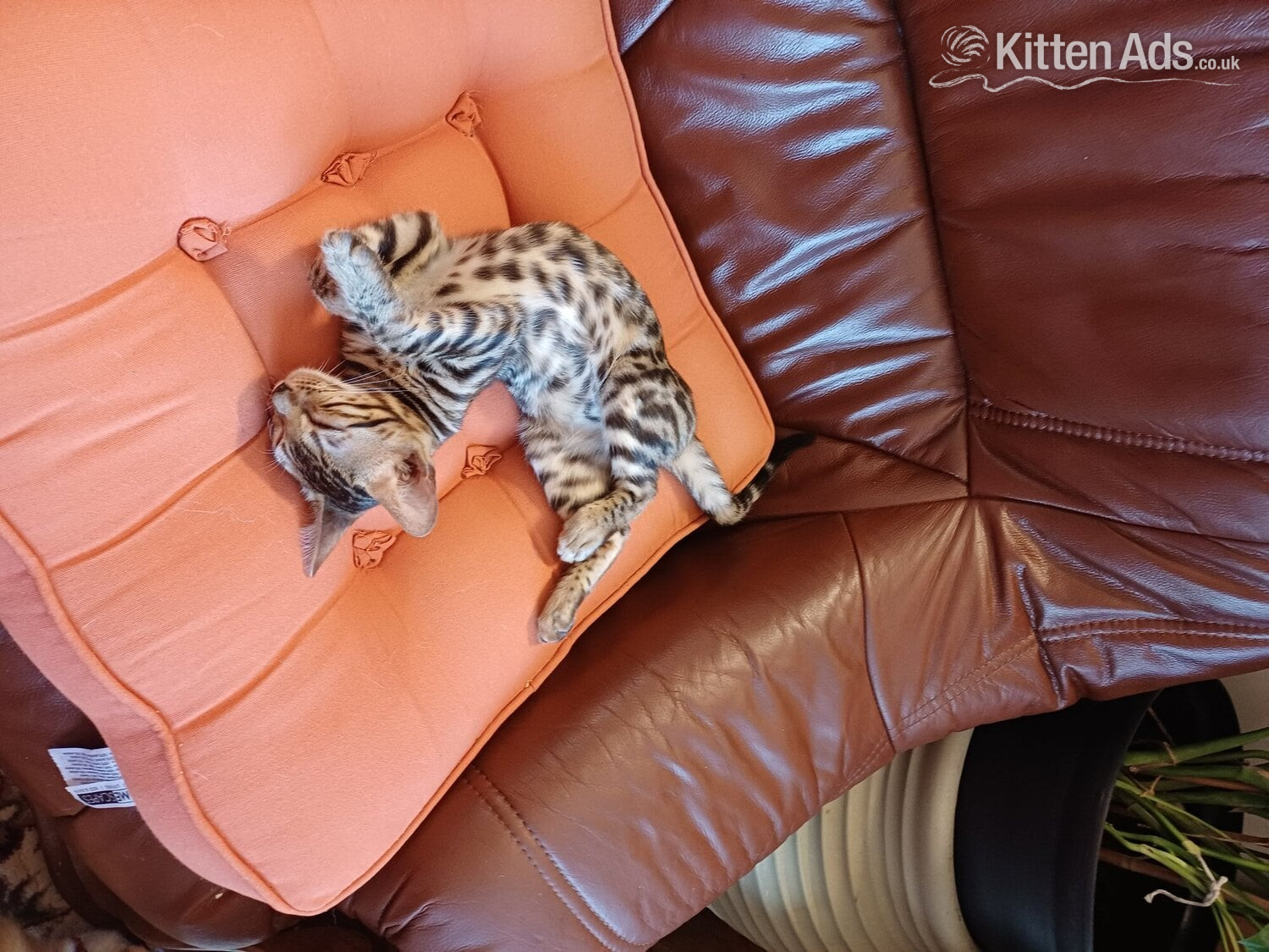 Bengal female kitten in {LOCATION}