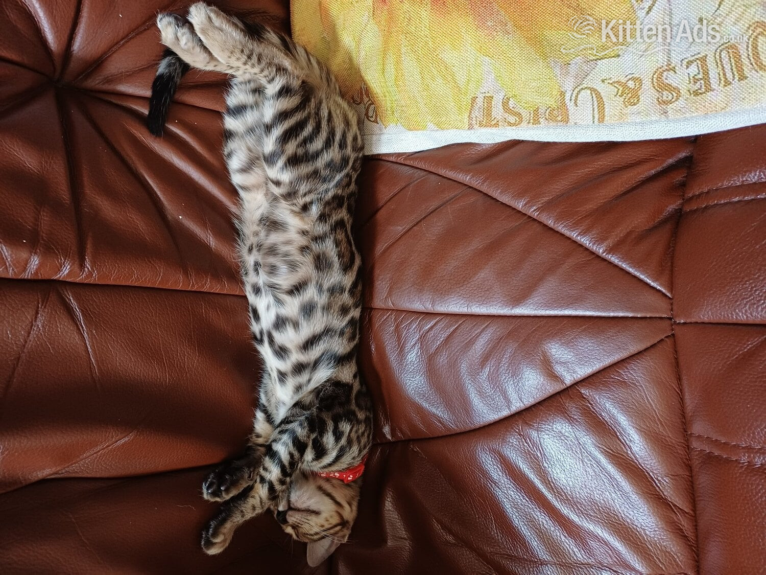 Bengal Cats and Kittens