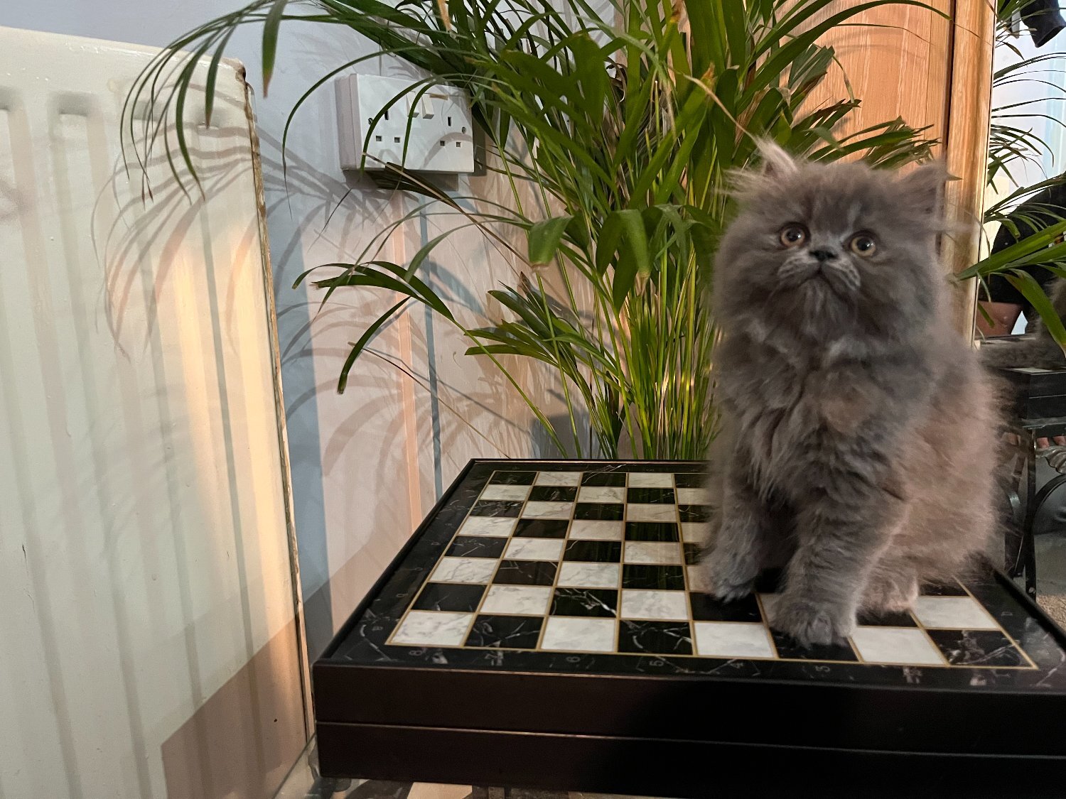 Persian