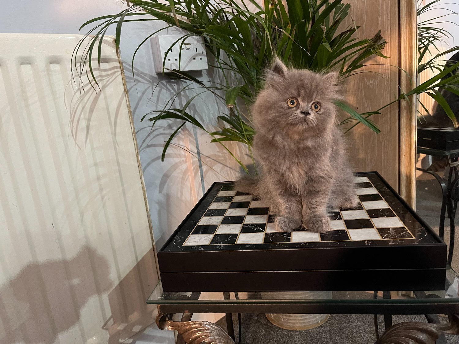 Persian Cats and Kittens