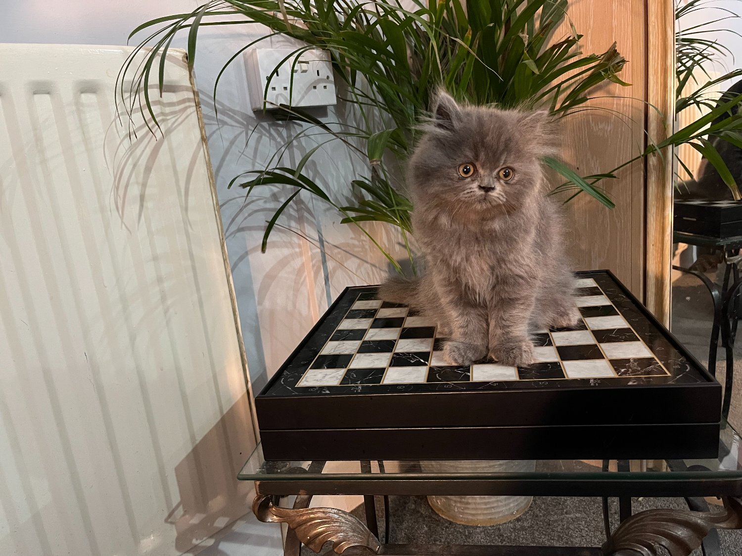 Persian - Stunning solid blue Persian girl