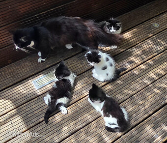 Cute kittens for sale (NEED GONE ASAP)